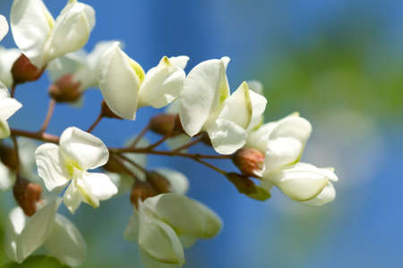 White acacia on a background blue skyの写真素材