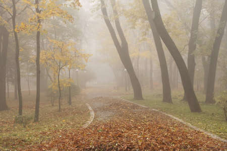 Mariinsky foggy park in Kiev, Ukraine の写真素材