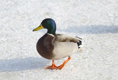 Beautiful duck on the ice river.の写真素材