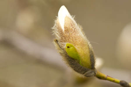 flower buds of magnolia tree