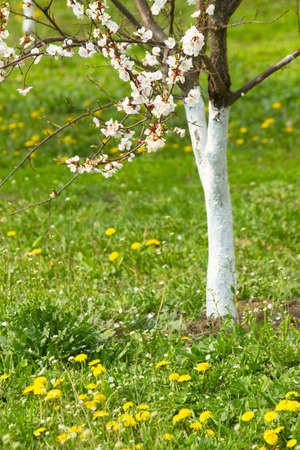 Blossom cherry tree and dandelions
