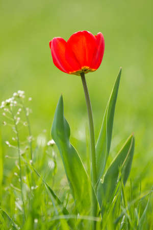 Red tulip on the green fieldの写真素材