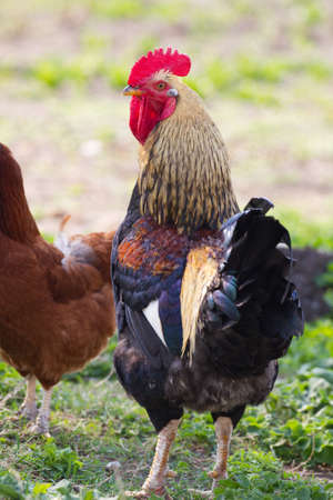 Beautiful Roosters Portrait