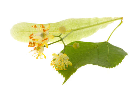 Flowers of linden tree  isolated on whiteの写真素材