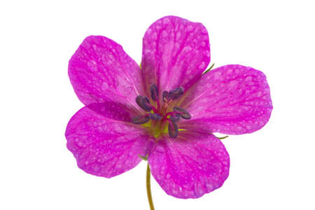 geranium with water drop on isolatedの写真素材