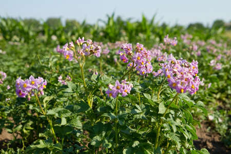 Blossoms of potatoの写真素材