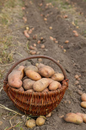 potatoes harvesting in basket の写真素材