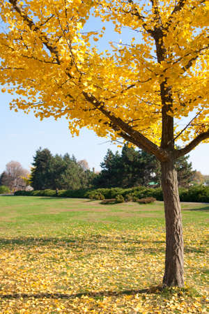 beautiful autumn tree