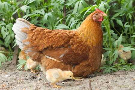 Portrait Hen and chickensの写真素材