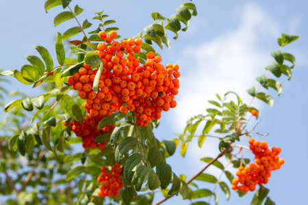 Bright rowan berries on a treeの写真素材