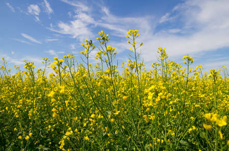 Rapeseed flowers on the blue sky 