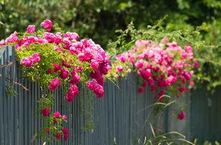 Pink roses climbing on the wooden fence の写真素材