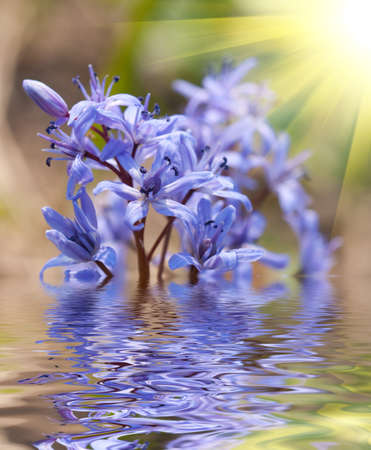Beautiful  bluebell  spring flowers and sun