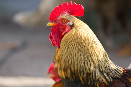 portrait of a colorful roosterの写真素材