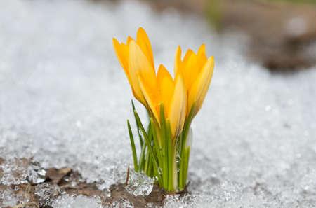Yellow crocuses in the snowの写真素材
