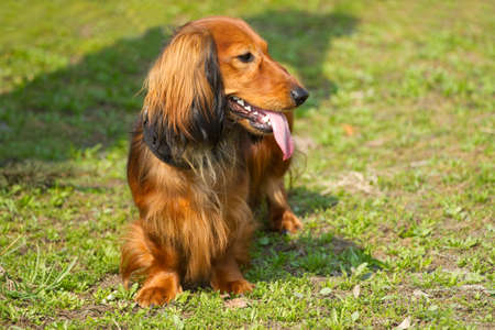 Red long-haired dachshund standing on the grassの写真素材