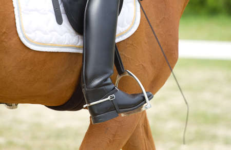 Dressage horse and human leg