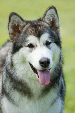 Portrait of a beautiful husky .の写真素材