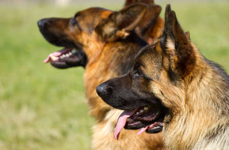 German Shepherd Dogs sitting on the green grass の写真素材
