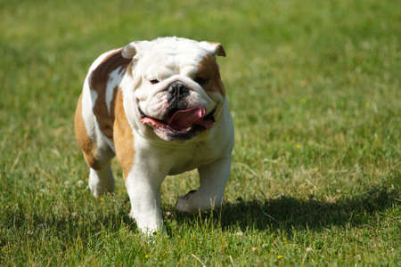 English bulldog running in the grassの写真素材