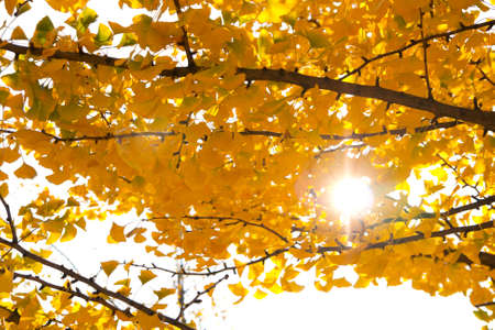 Autumn tree sunlight isolated on white