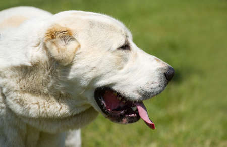 Central Asian Shepherd Dog on the grass