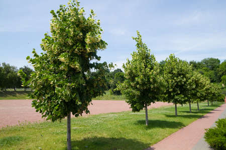 Linden  trees in spring with sky on background の写真素材