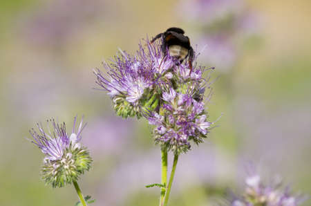 Bumblebee on the phacelia flower の写真素材