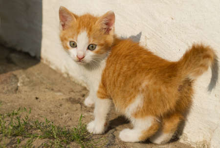 Beautiful red kitten of houseの写真素材