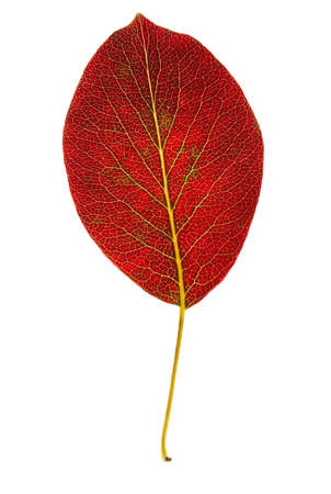 Pear autumn leaf isolated on white の写真素材