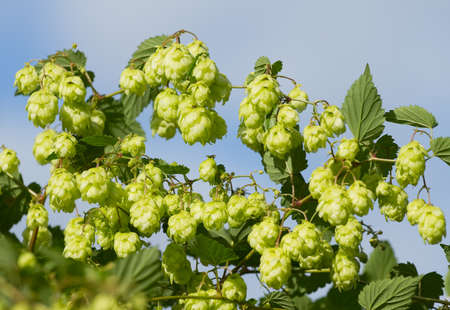 Ripe hop on the blue skyの写真素材