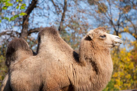 Portrait of camel  in an autumn parkの写真素材