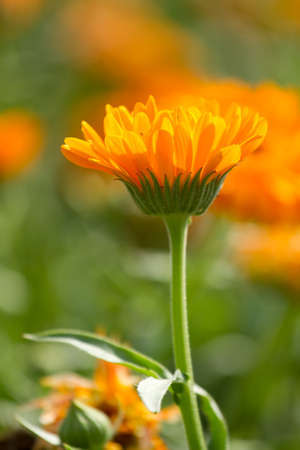 Flower of calendula on blossomの写真素材