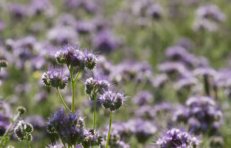 Phacelia flowers in bloomingの写真素材