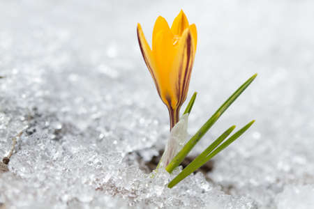 Yellow crocuses on the snowの写真素材