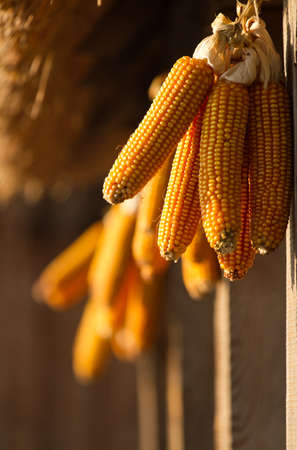 Dried corn hunging on a wooden housの写真素材