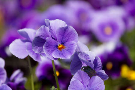 Viola flowers in the summer gardenの写真素材