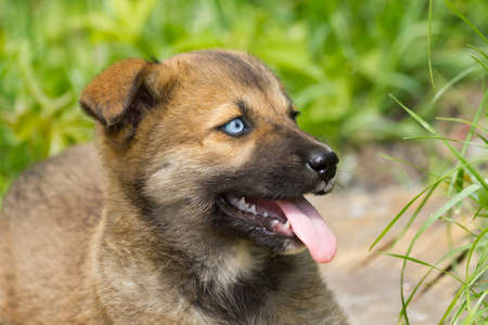 Puppy Husky on a green grassの写真素材