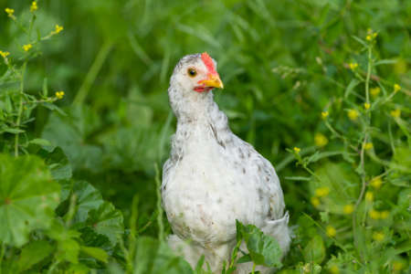 Portrait of beautiful baby chick
