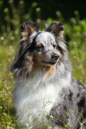 Blue Merle Rough Collie on the green grassの写真素材