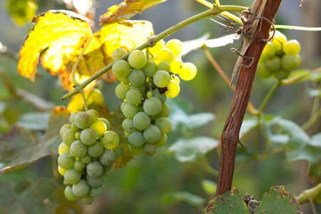 Green grapes in the vineyard .