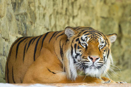 Siberian Tiger on the stonesの写真素材