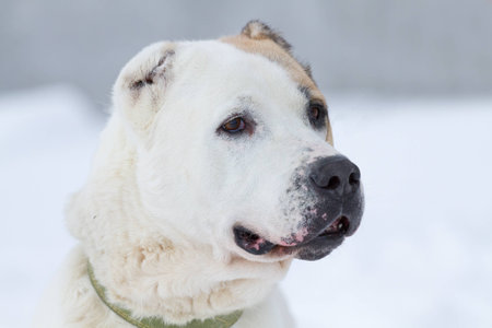 Portrait of a Alabai in winterの写真素材