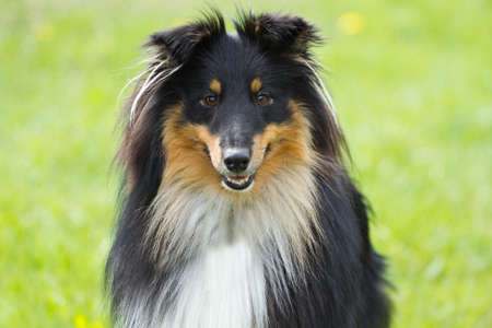 Portrait of sheltie dog on a green grassl backgroundの写真素材