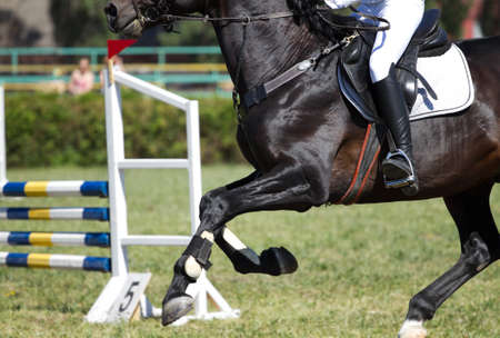 Horse jump a hurdle in competition