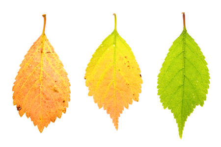 Colorful autumn sakura leaves isolated on white