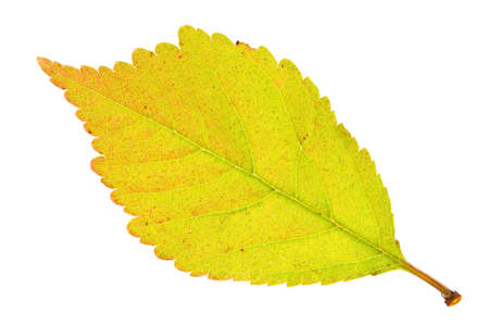 Sakura leaf isolated on whiteの写真素材