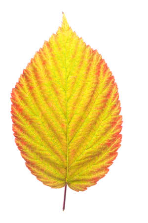 Blackberry leaf isolated on  whiteの写真素材