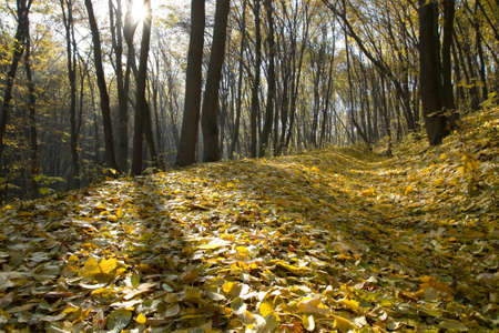 Sunlight in the autumn park