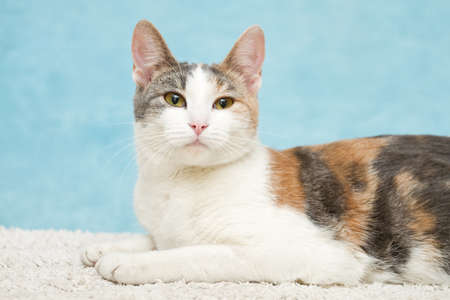 Portraitl cat on a blue background